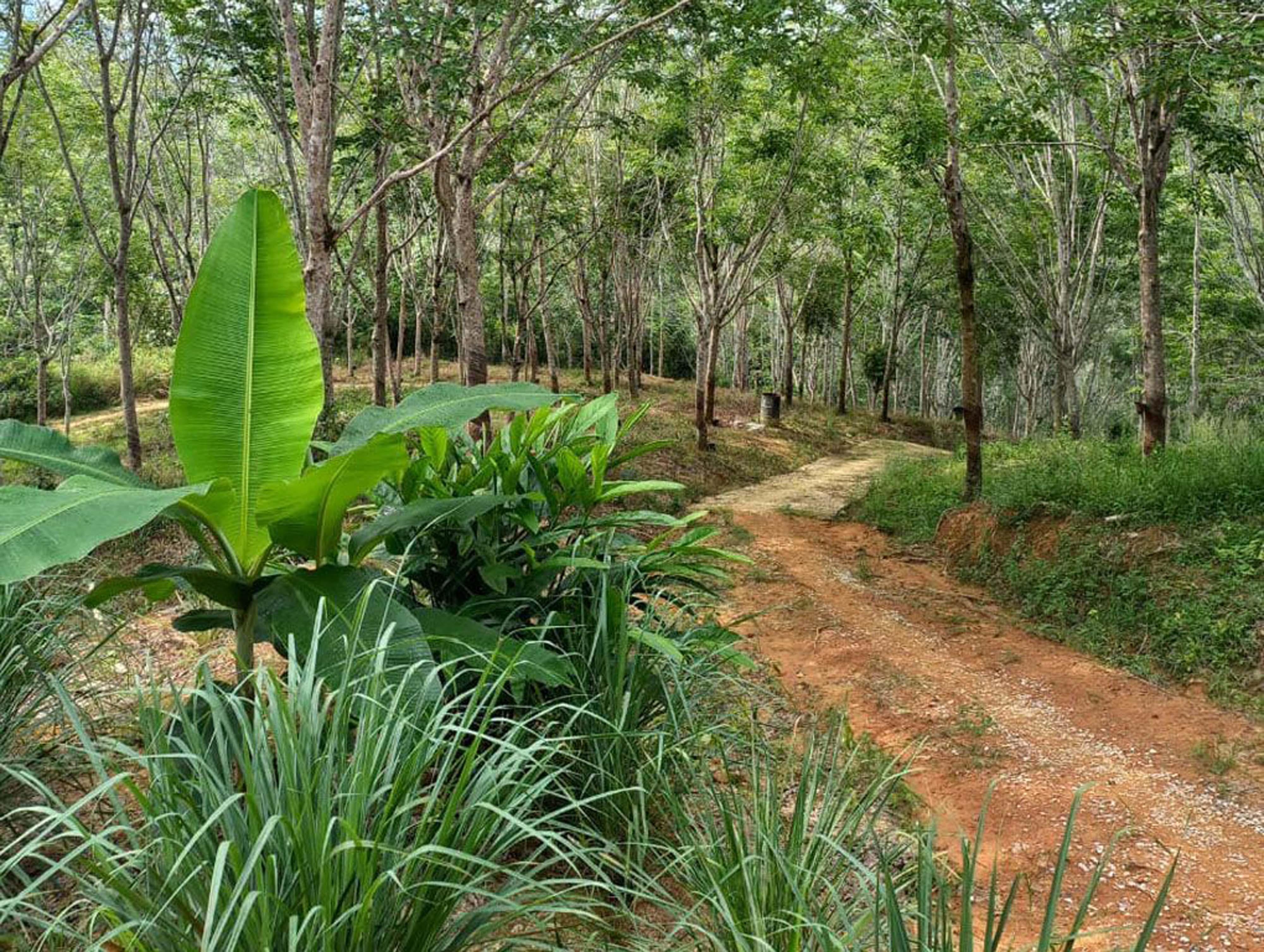 Pengkalan Hulu, Perak Prime Agricultural Land â€“ Ideal for Durian Farming.